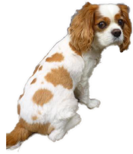 キャバリアのトリミング